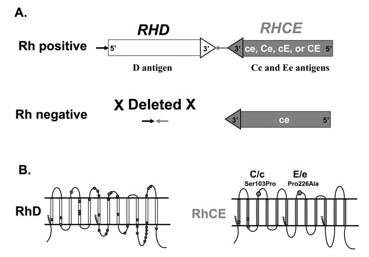 Rh Genes And Rh Proteins The Rh Negative Blog