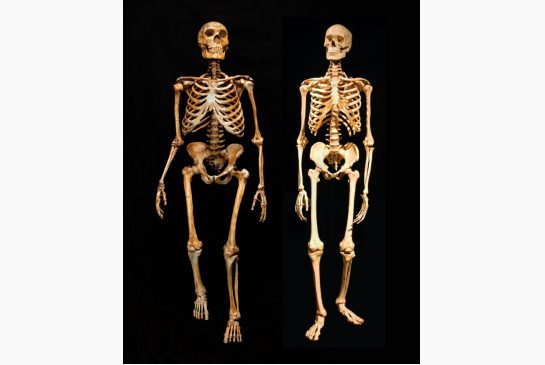 Why Did The Neanderthals Go Extinct? – The Rh Negative Blog