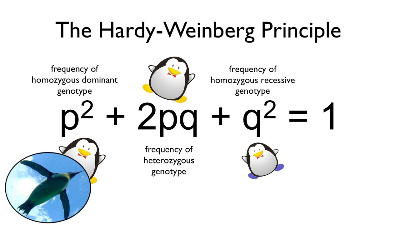 How To Find Blood Type Frequencies Using Hardy-Weinberg Equation – Rh ...